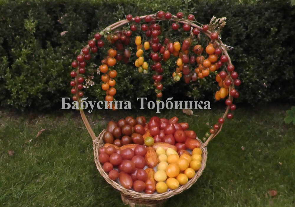 помидор