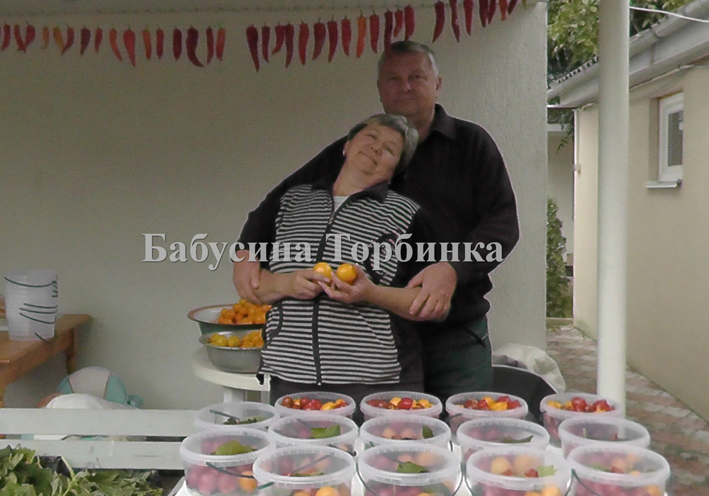 помидор